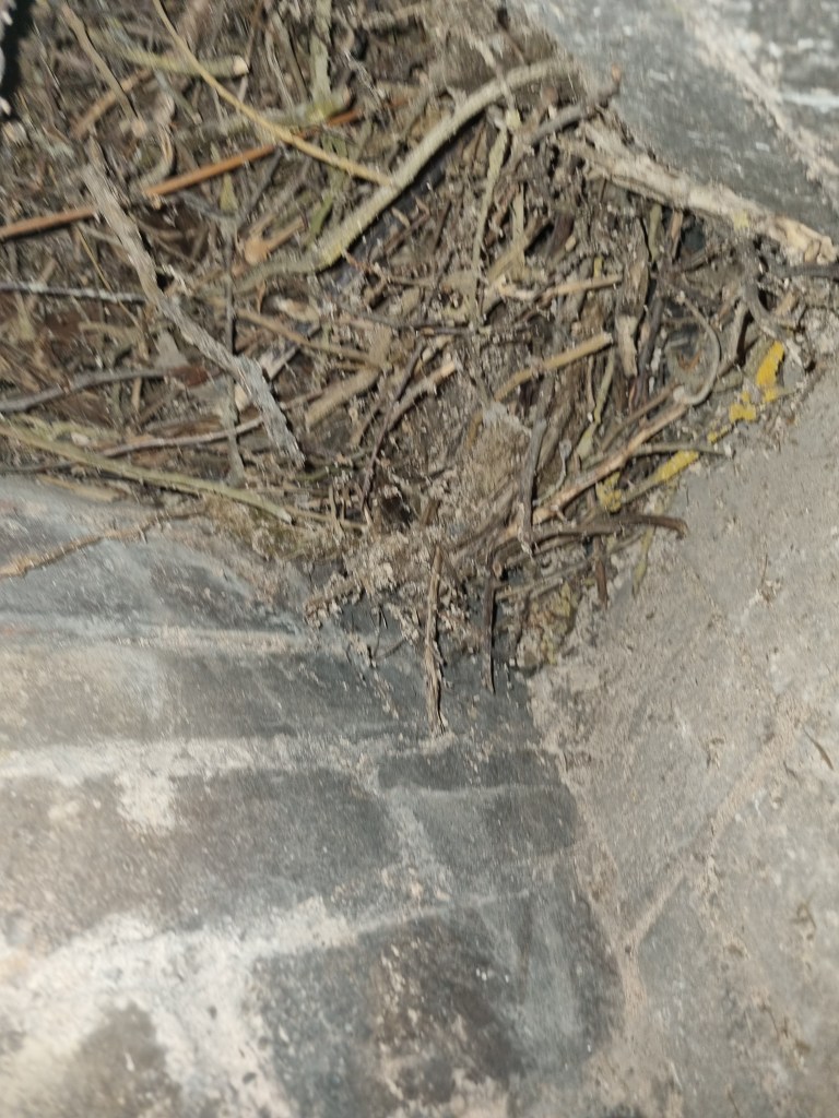 Close-up image of a chimney flue showing a nest made of twigs and debris, illustrating the need for chimney cleaning and maintenance.